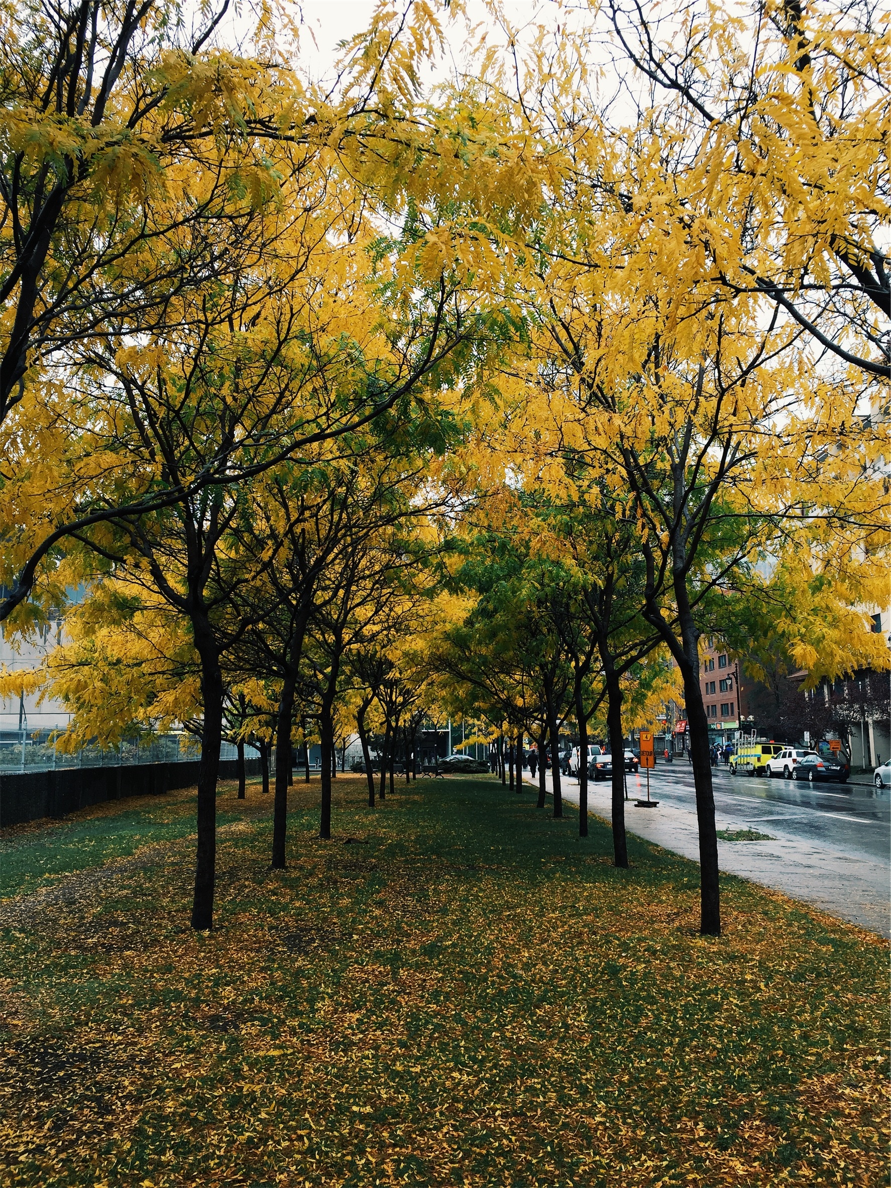 yellow and green trees