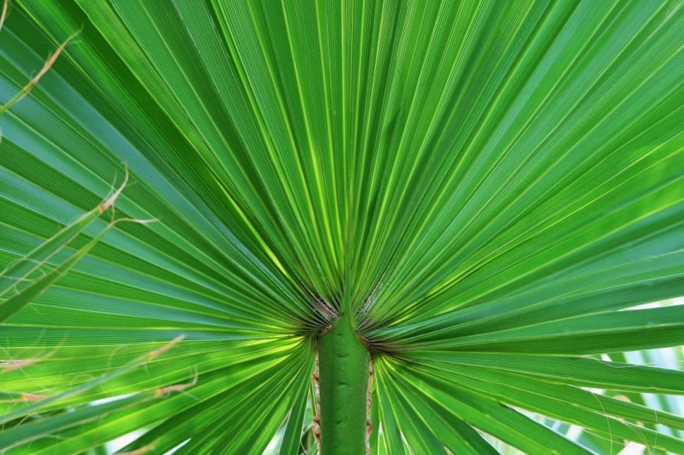 palm tree preview