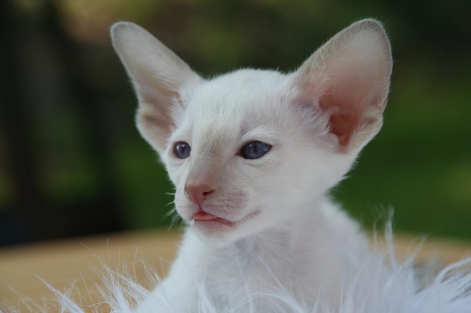 white kitten preview
