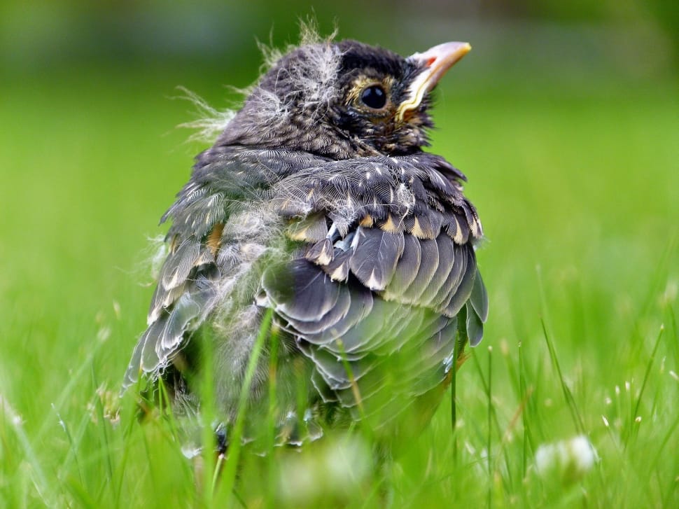 selective photograph of common blackbird preview