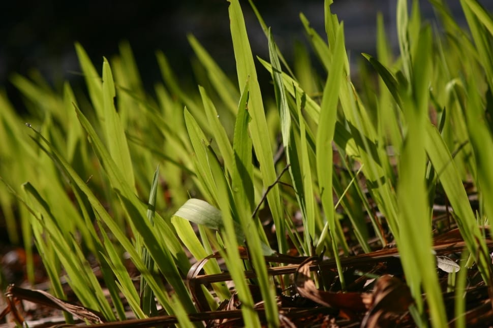 green grass close-up photography preview