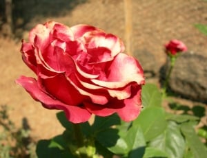 pink petaled rose thumbnail