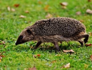 black and brown hedgehog thumbnail