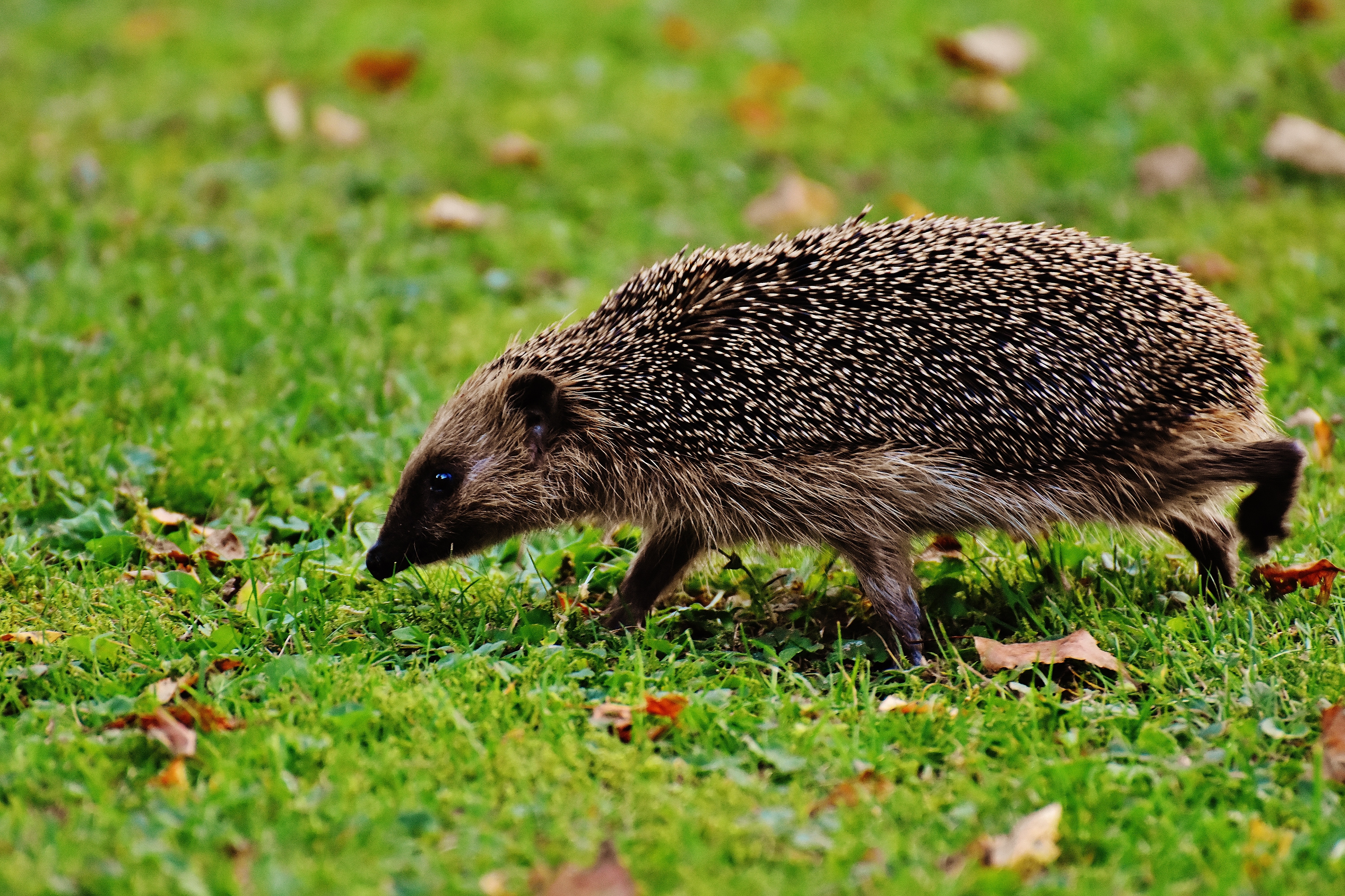 black and brown hedgehog
