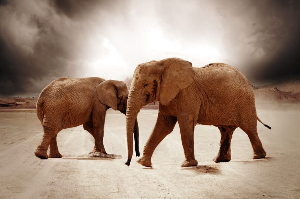 Black and white image of two elephants walking on field preview
