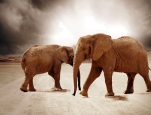 Black and white image of two elephants walking on field thumbnail