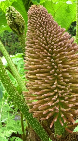 close up photo of brown plant thumbnail