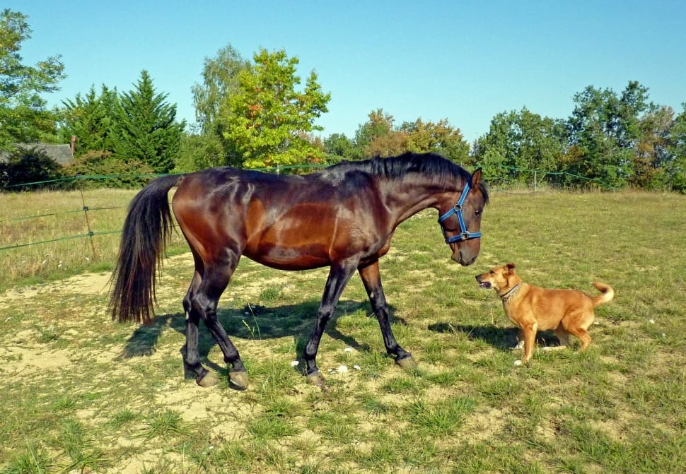 black and brown stallion and tan short coat dog preview