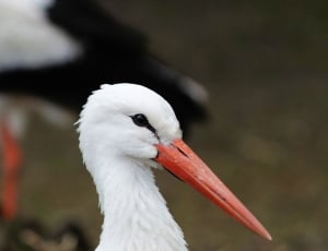 Bird, Animal Portrait, Large Beak, Stork, one animal, animals in the wild thumbnail