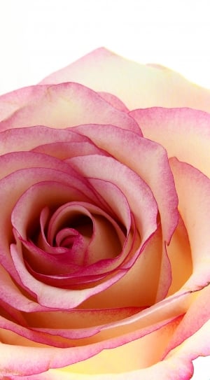 pink and white rose petal thumbnail