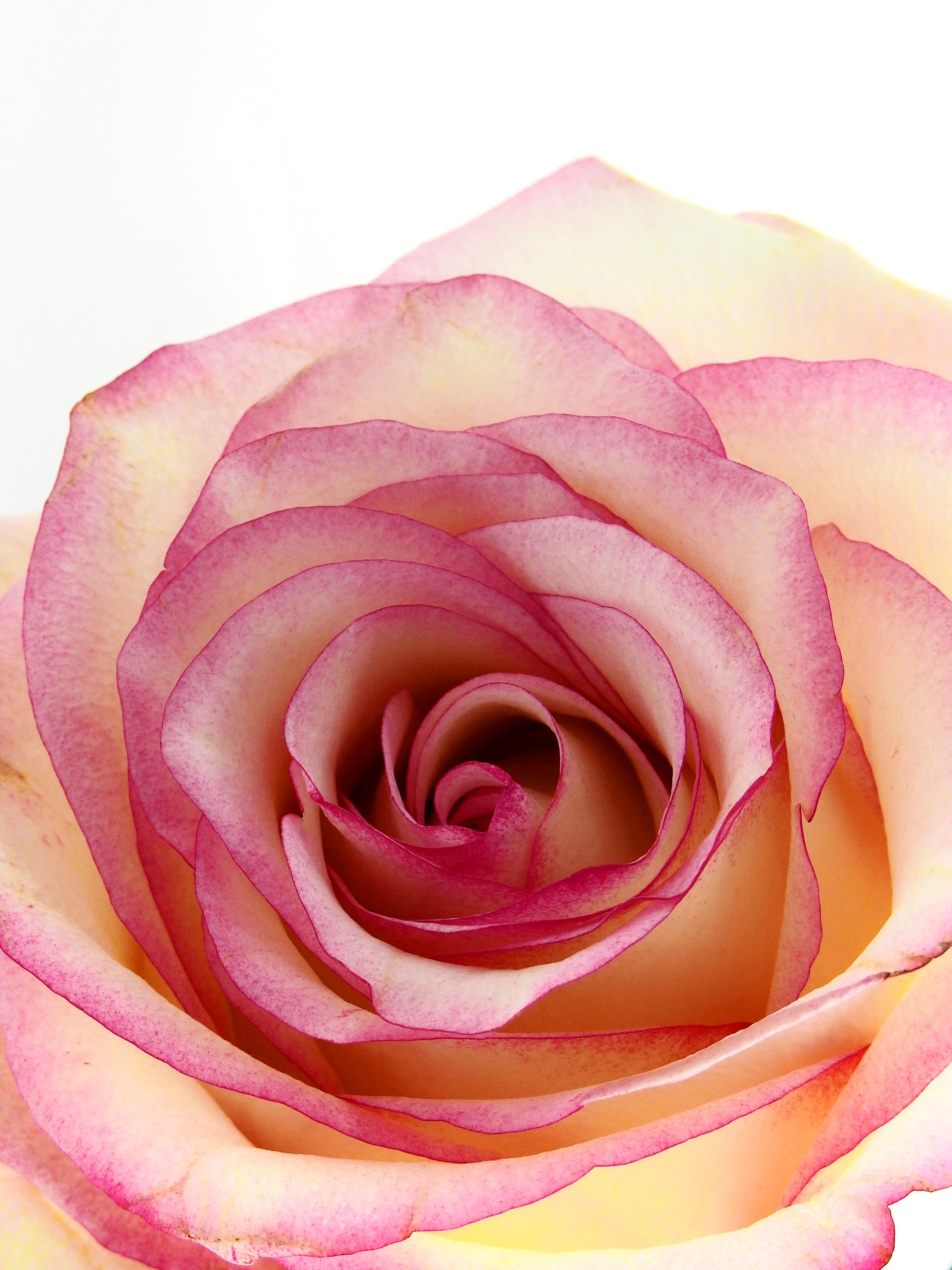 pink and white rose petal
