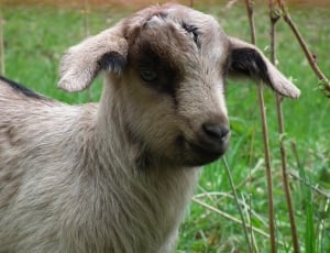 Animal, Cute, Grass, Goat, Pasture, Lamb, animal themes, one animal thumbnail