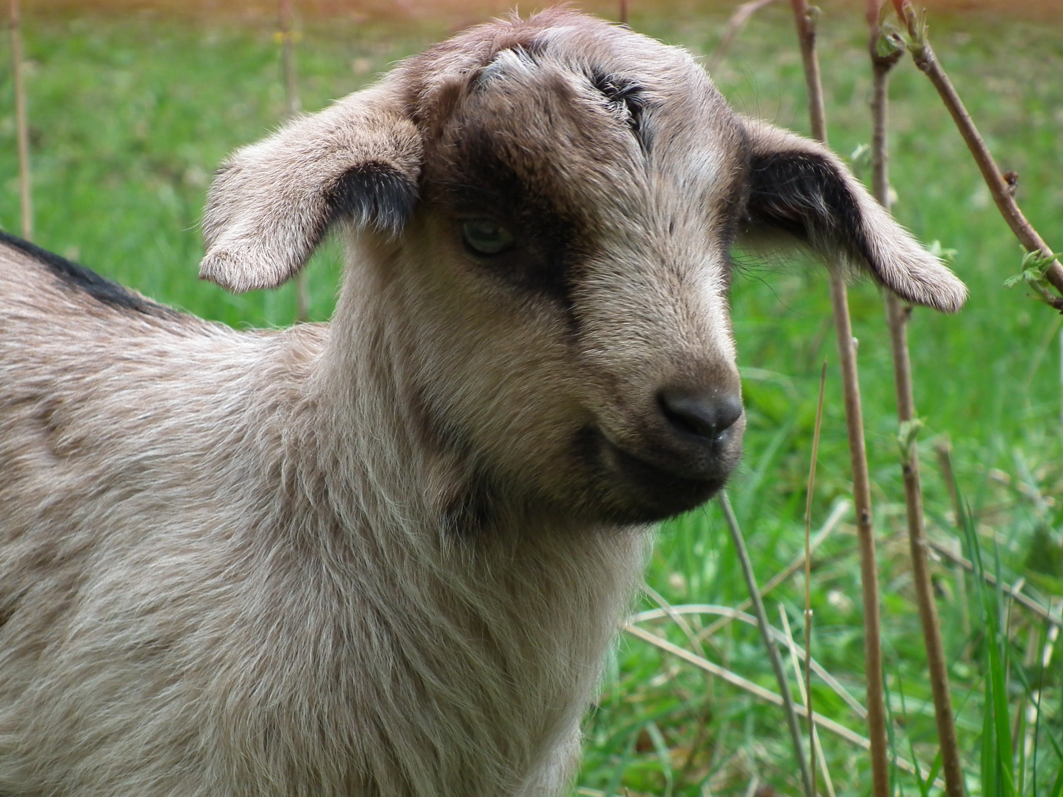Animal, Cute, Grass, Goat, Pasture, Lamb, animal themes, one animal