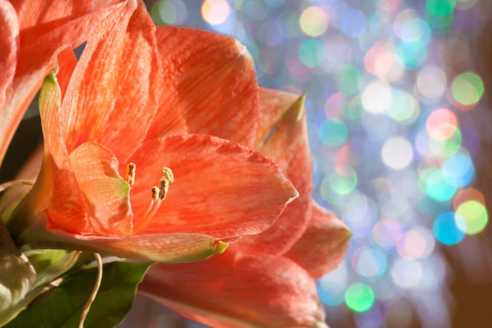 orange and green petaled flower preview