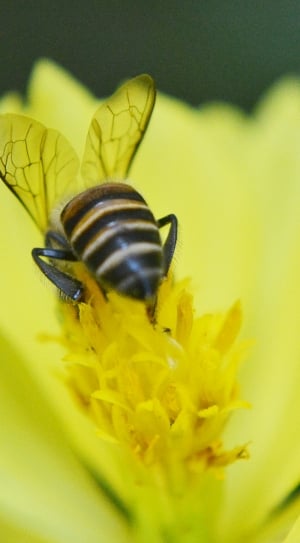 black and brow honey bee thumbnail