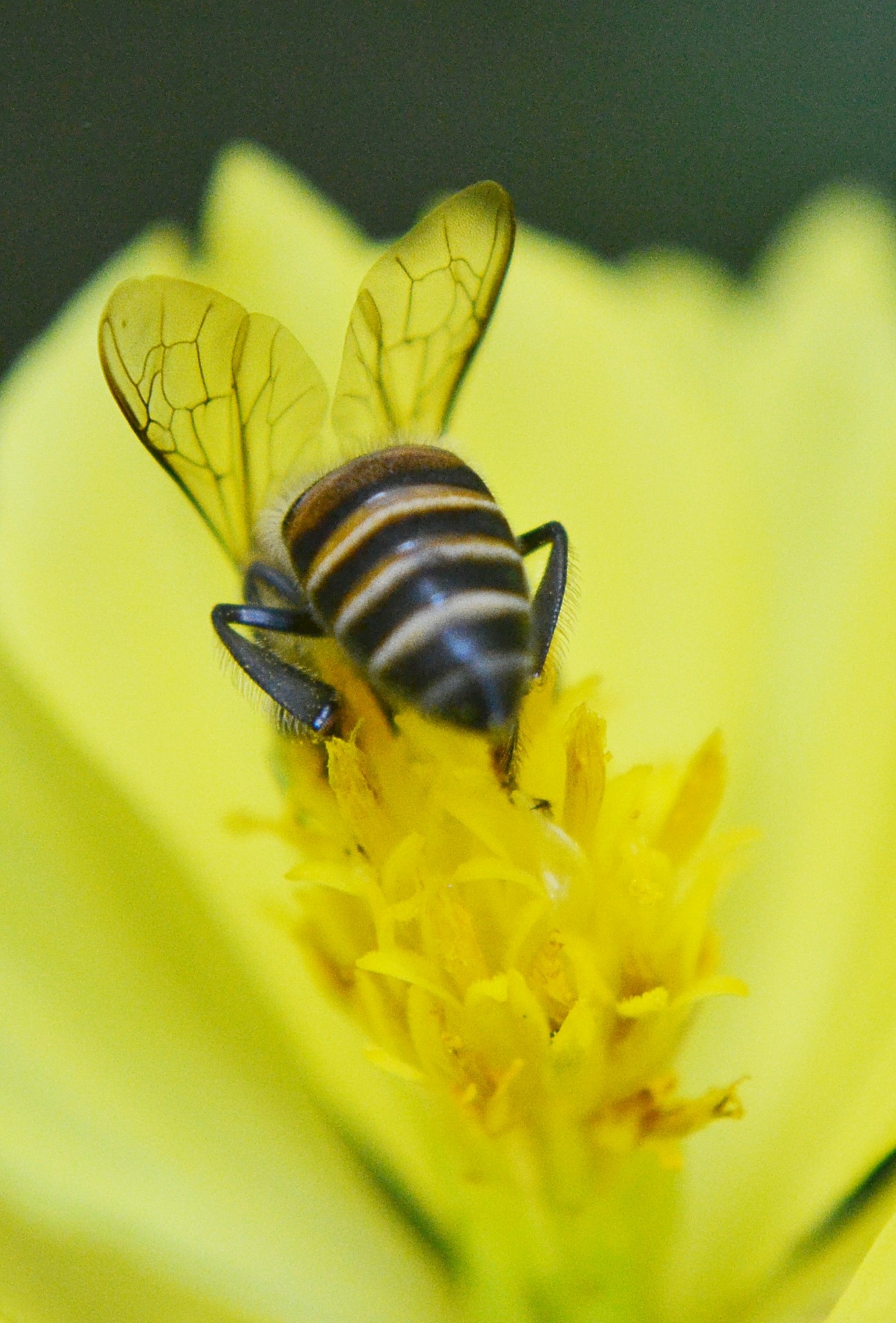 black and brow honey bee