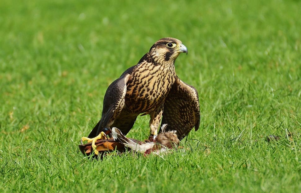 Wildpark Poing, Falcon, Prey, Access, grass, one animal preview