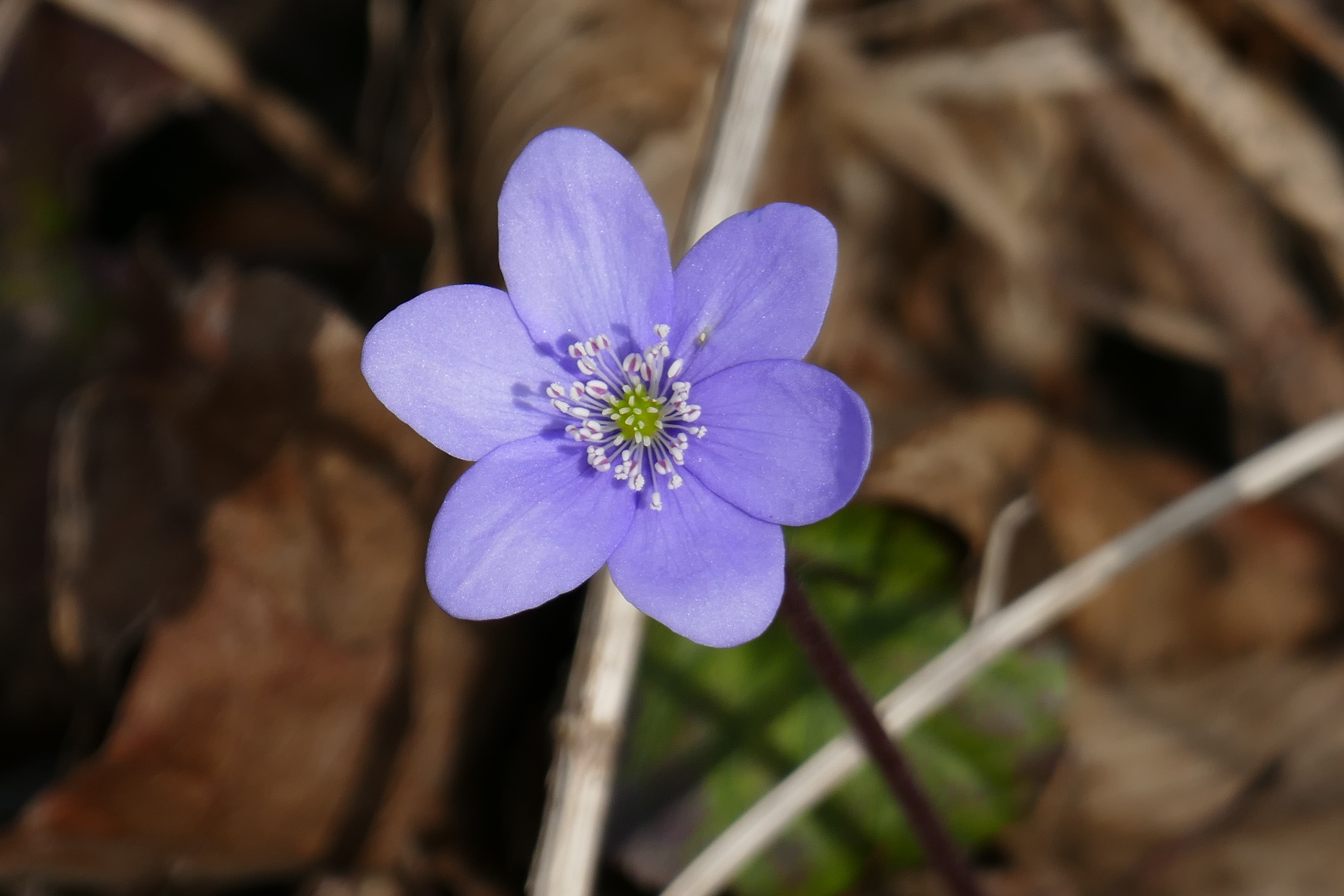 1920x1080 wallpaper | purple 6 petals flower | Peakpx