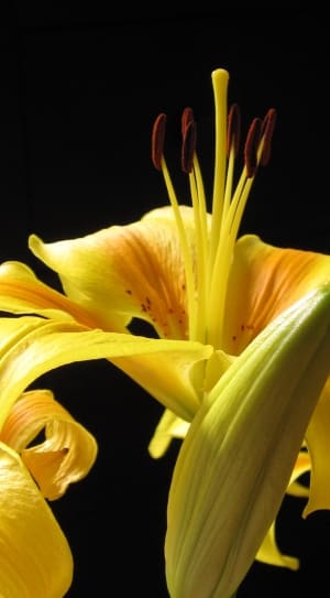 yellow lily thumbnail