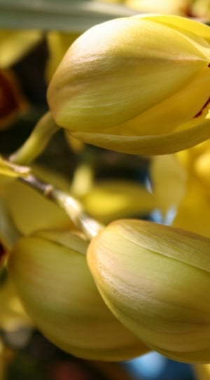 yellow cluster petal flower thumbnail