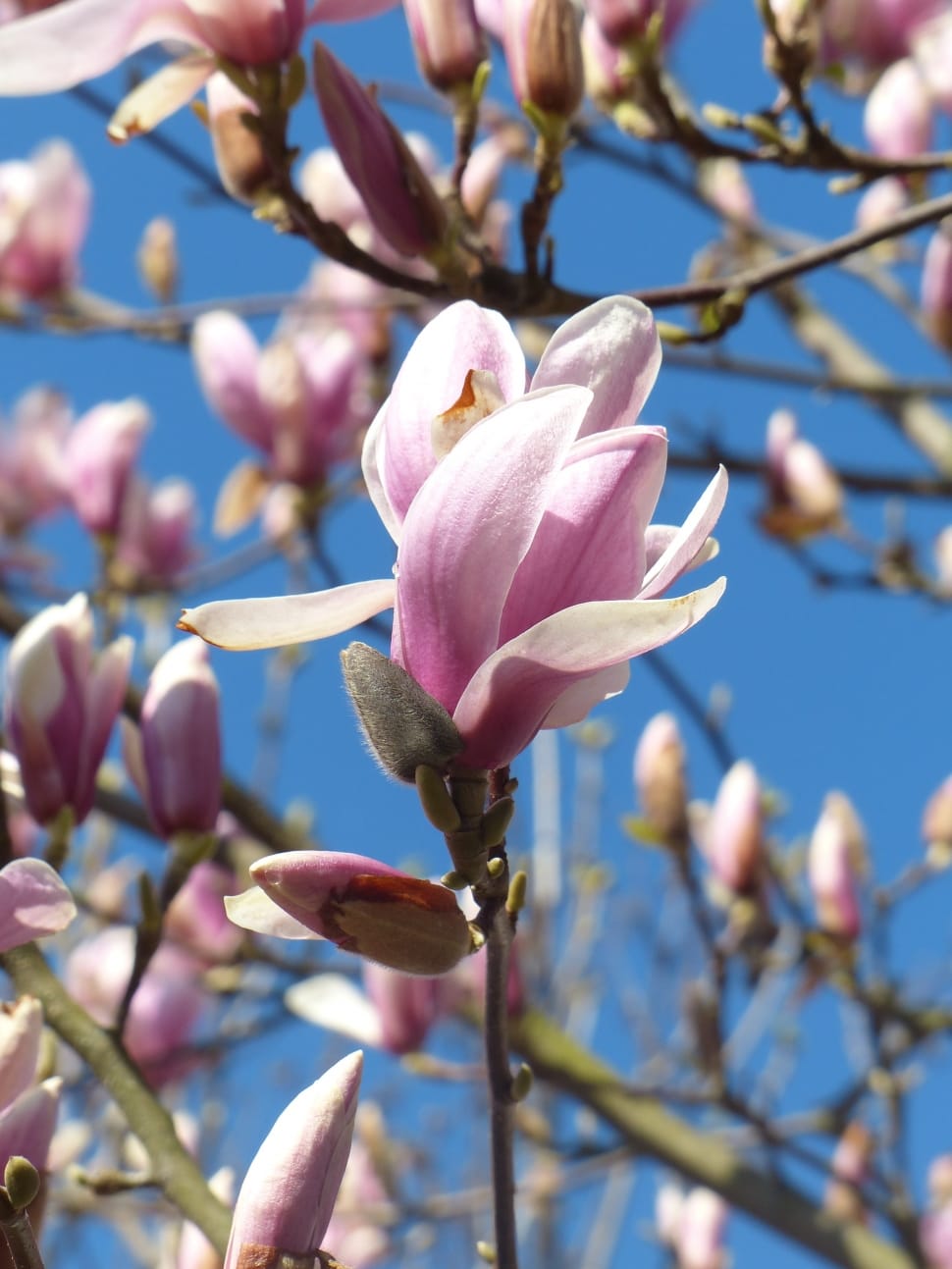 Bloom, Bud, Blossom, Magnolia, flower, growth preview