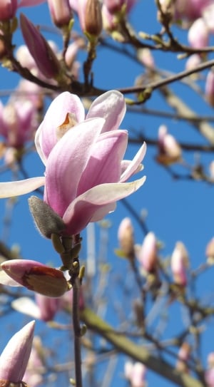 Bloom, Bud, Blossom, Magnolia, flower, growth thumbnail