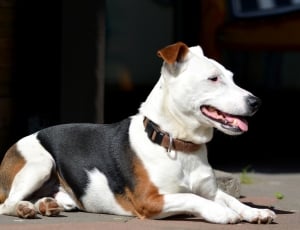 tan black and white short coated dog thumbnail