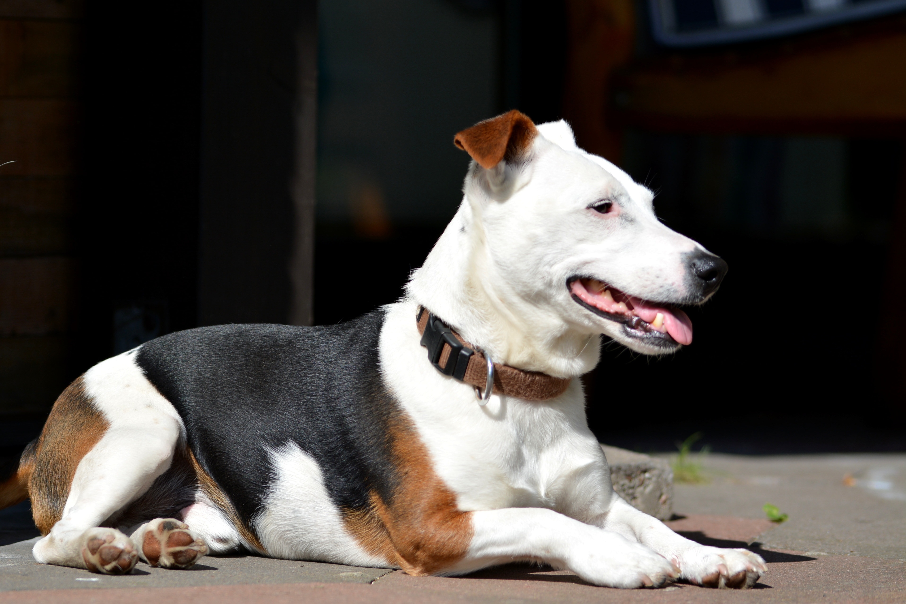 tan black and white short coated dog