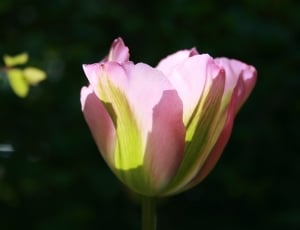 pink and green broad petaled flower thumbnail