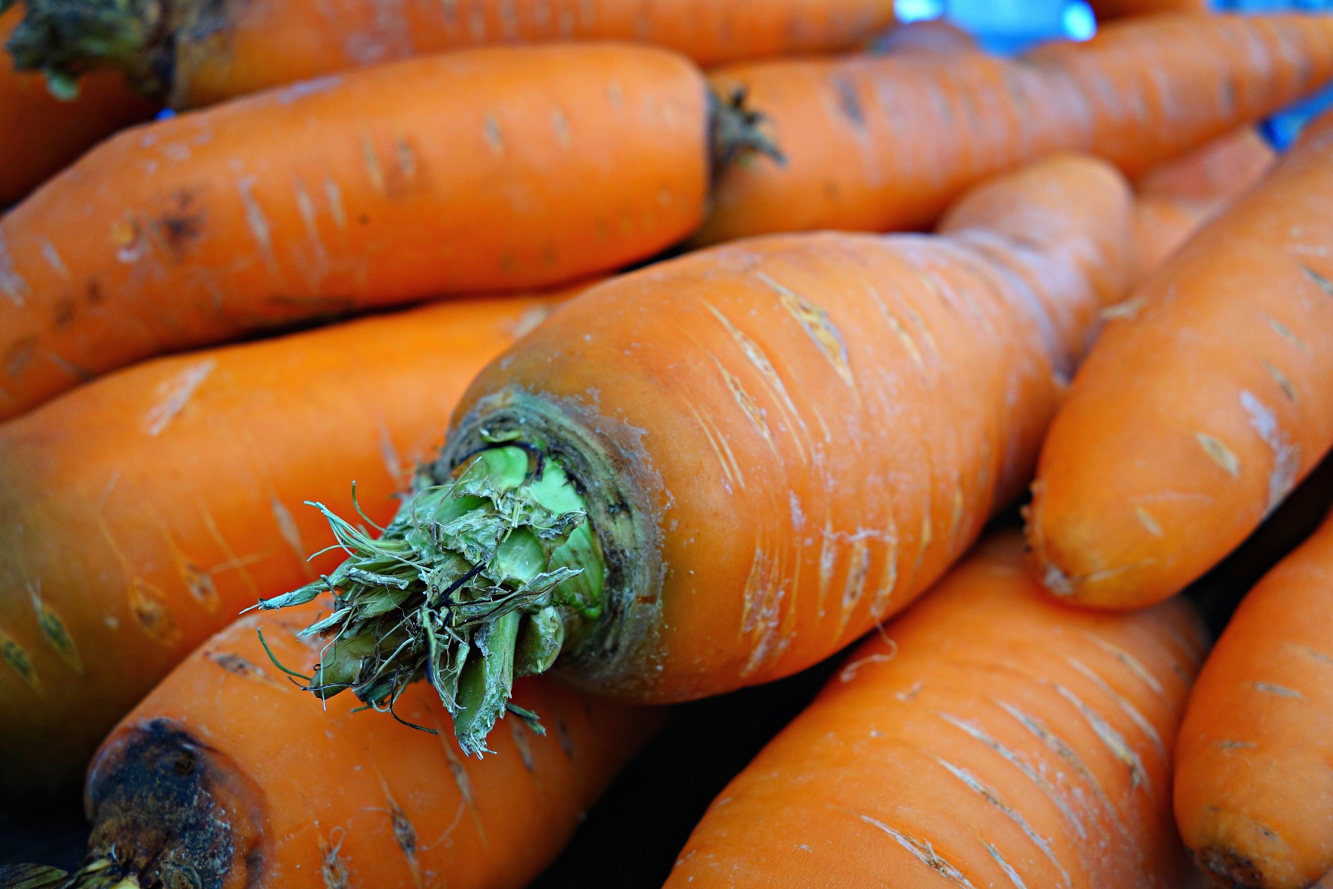 carrot lot