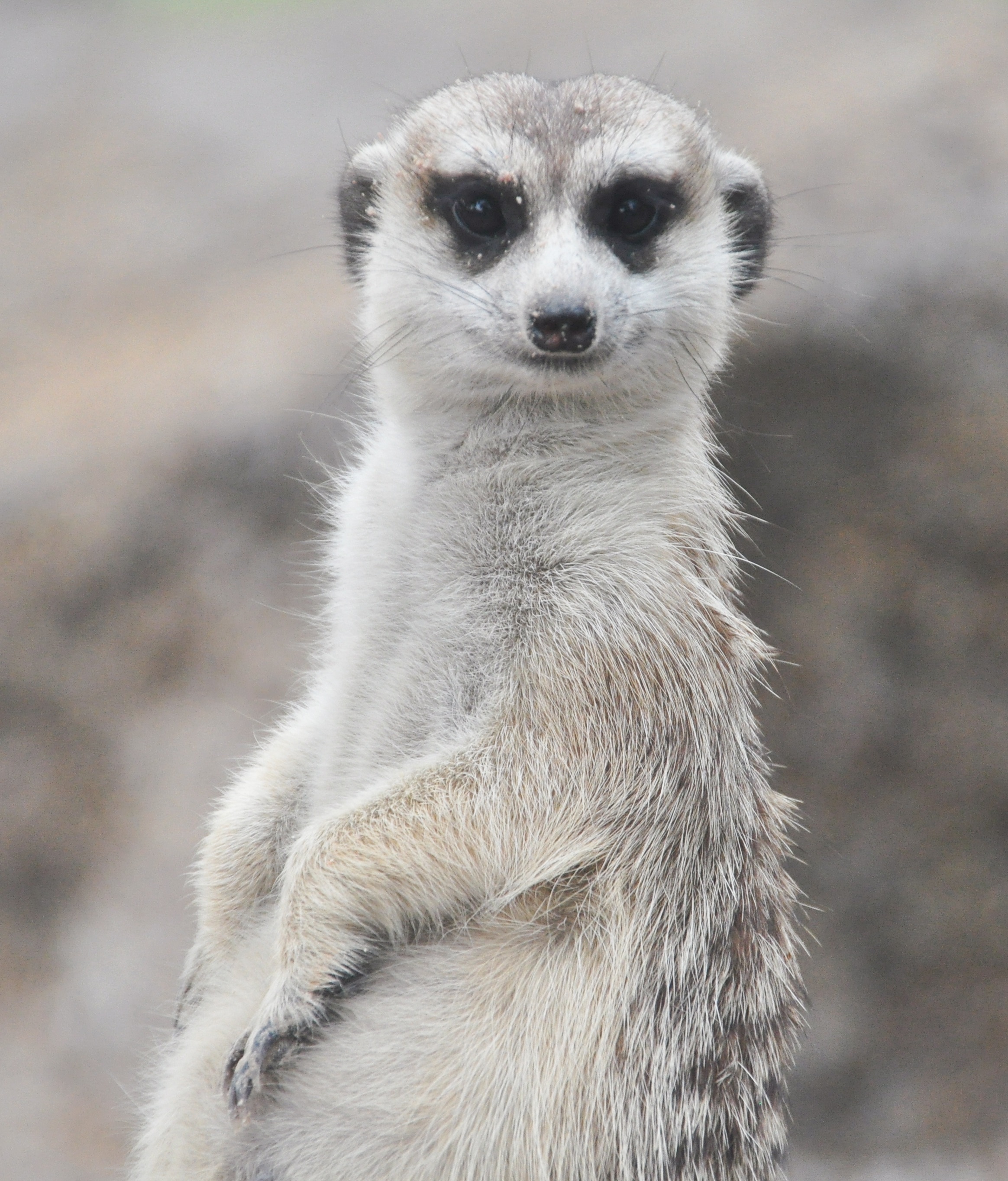 selective focus meerkat