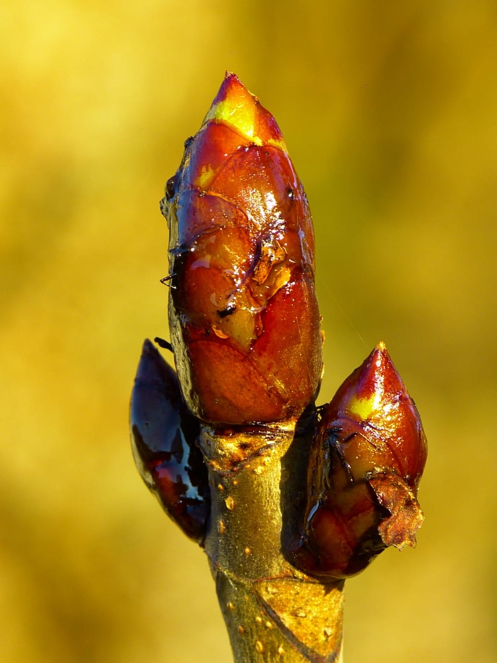 Tree, Chestnut, Bud, Chestnut Bud, food and drink, close-up preview