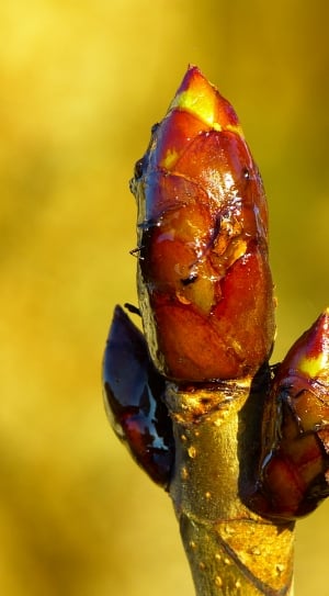 Tree, Chestnut, Bud, Chestnut Bud, food and drink, close-up thumbnail