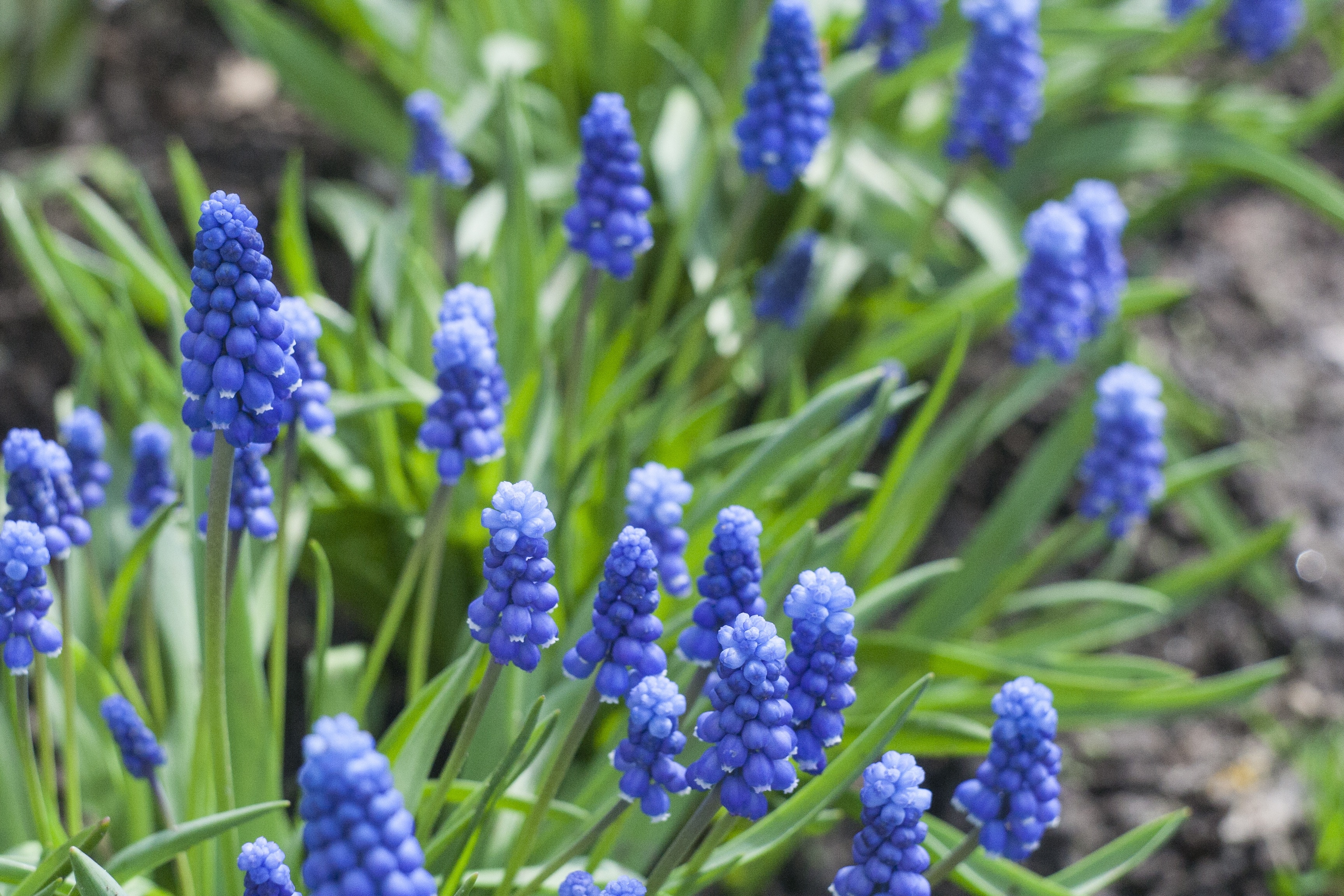 Садовый цветок синий. Синие садовые цветы. Садовые цветы синего цвета. Синие цветочки. Цветы садовые весенние голубые.