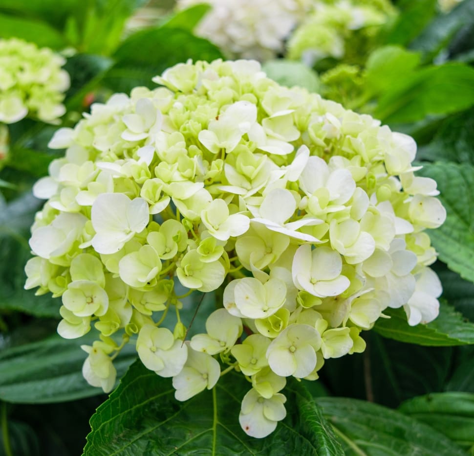 close up photography of green hydrangeas flower preview