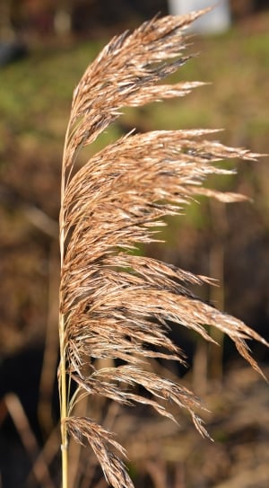 brown wheat thumbnail