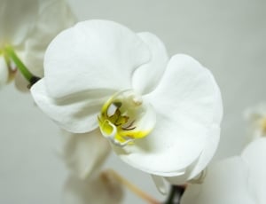 Blossom, Bloom, Orchid, Phalaenopsis, flower, white color thumbnail