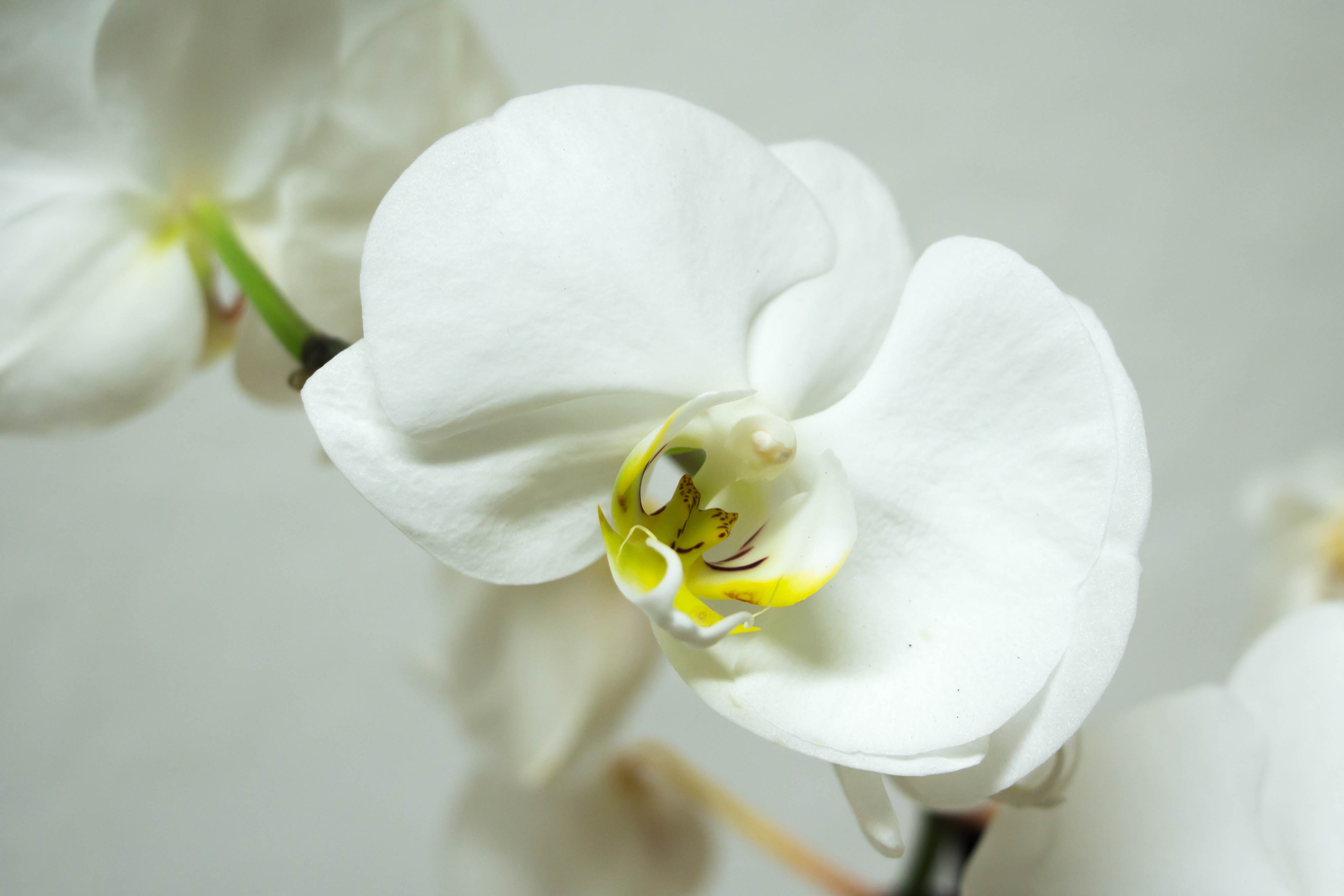 Blossom, Bloom, Orchid, Phalaenopsis, flower, white color