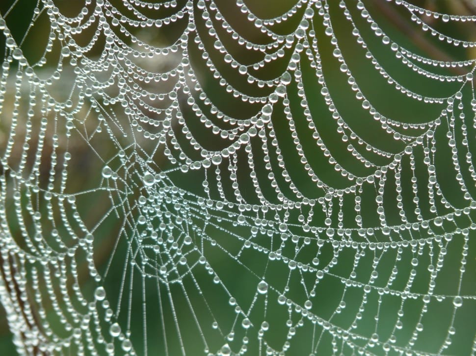 Cobweb, Dew, Dewdrop, Drip, Morgentau, spider web, backgrounds preview