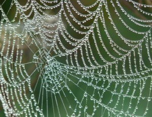 Cobweb, Dew, Dewdrop, Drip, Morgentau, spider web, backgrounds thumbnail