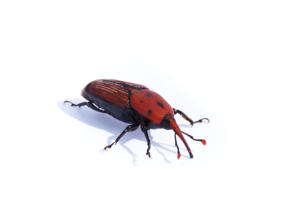 red black beetle preview