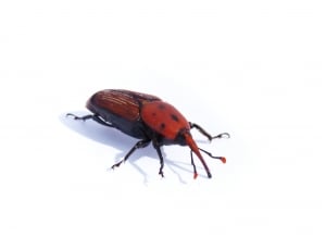 red black beetle thumbnail