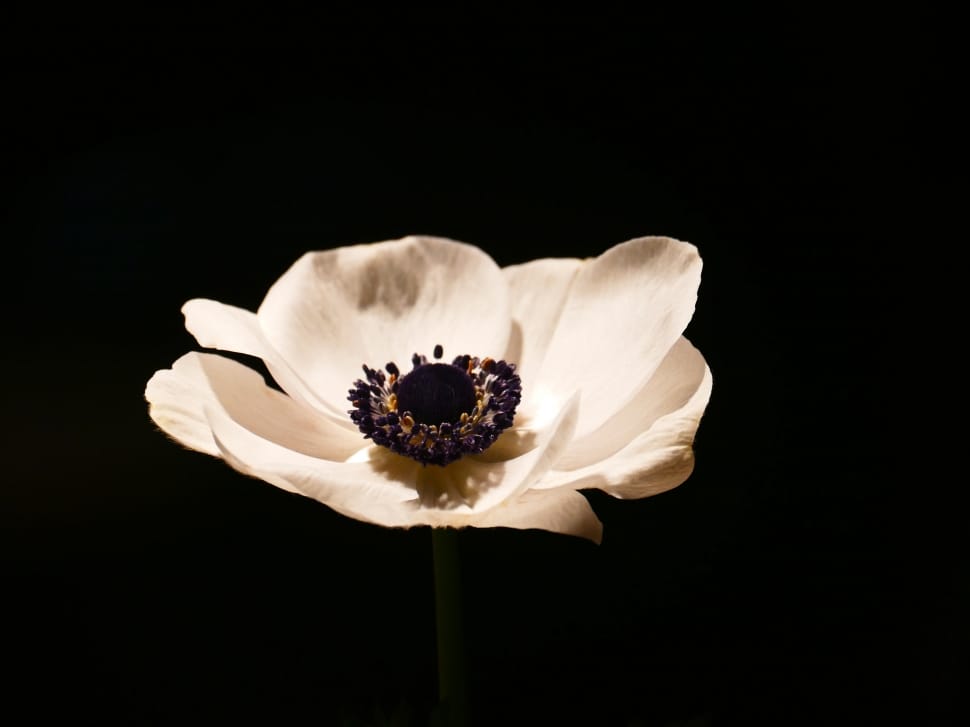 white poppy flower preview