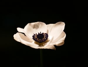 white poppy flower thumbnail