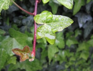 Drop Of Water, Ivy, Ivy Leaf, Rain, leaf, nature thumbnail