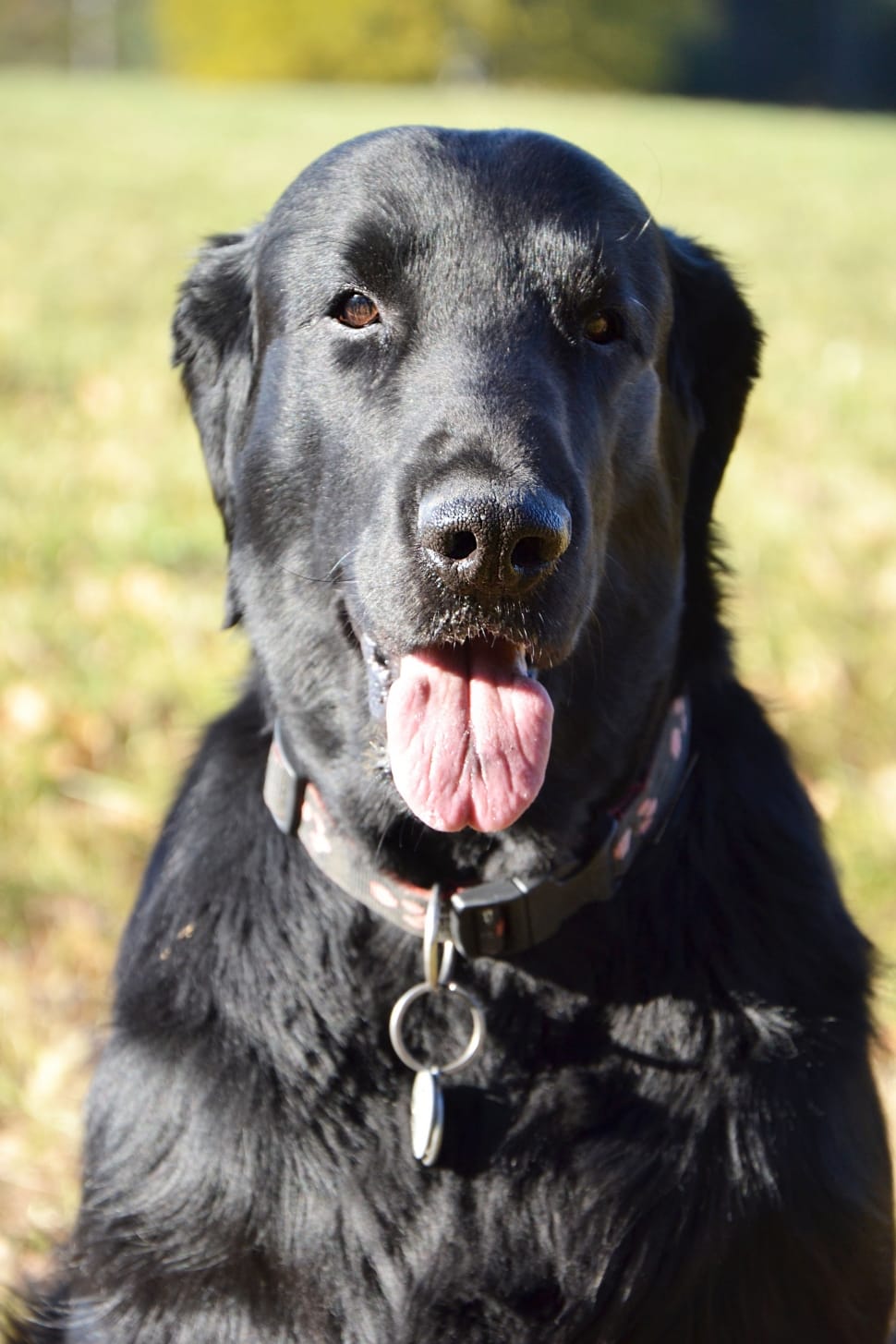 black flat coated retriever preview