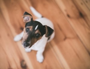 tricolor smooth fox terrier sitting on floor thumbnail