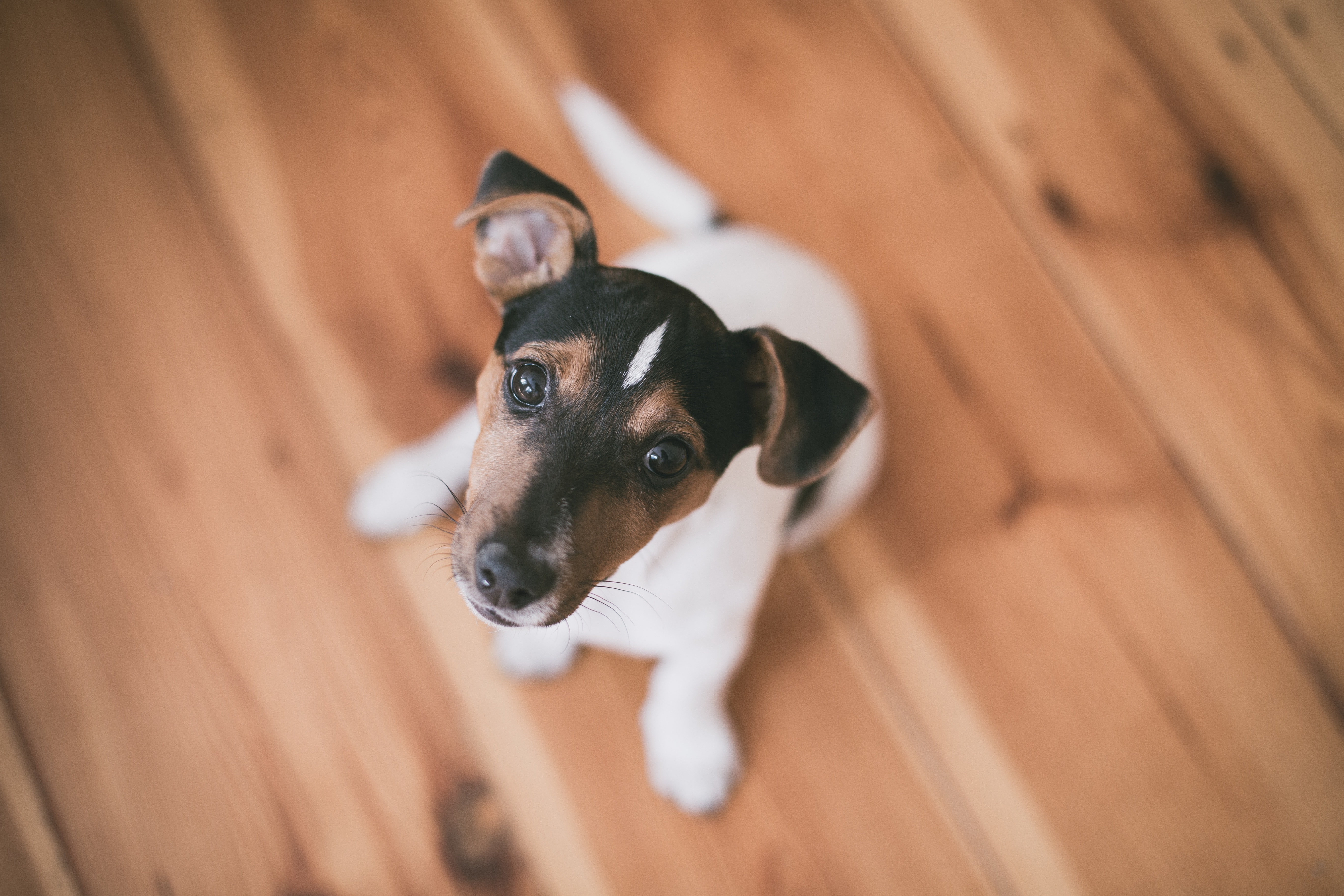 tricolor smooth fox terrier sitting on floor