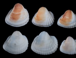 six white and brown seashells thumbnail