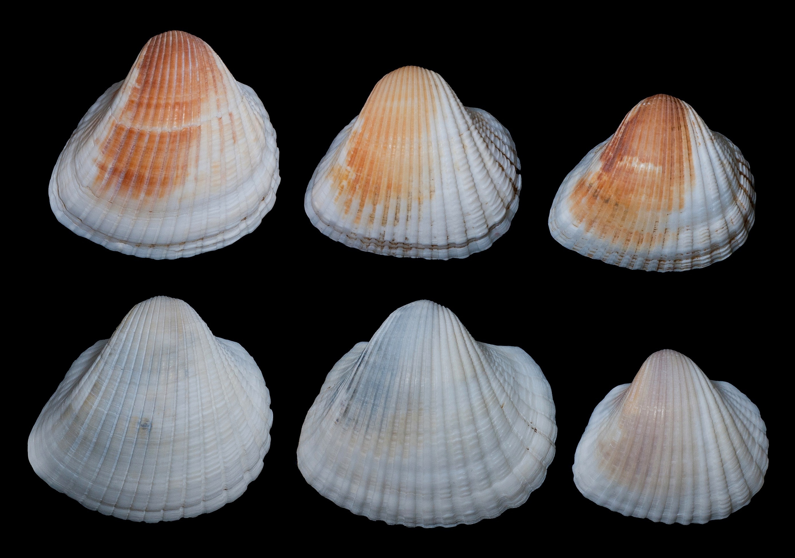 six white and brown seashells